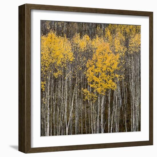 Aspen Trees 2-Jamie Cook-Framed Giclee Print