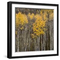 Aspen Trees 2-Jamie Cook-Framed Giclee Print