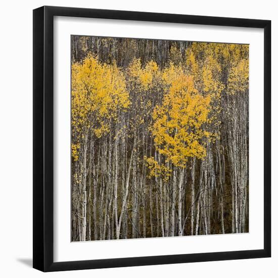 Aspen Trees 2-Jamie Cook-Framed Giclee Print