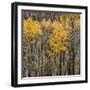 Aspen Trees 2-Jamie Cook-Framed Giclee Print