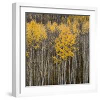 Aspen Trees 2-Jamie Cook-Framed Giclee Print