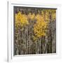 Aspen Trees 2-Jamie Cook-Framed Giclee Print