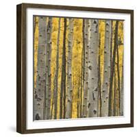 Aspen Trees 3-Jamie Cook-Framed Giclee Print