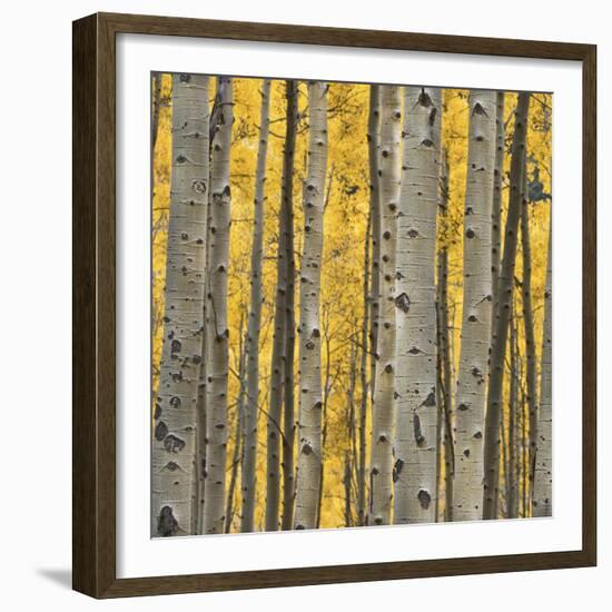 Aspen Trees 3-Jamie Cook-Framed Giclee Print