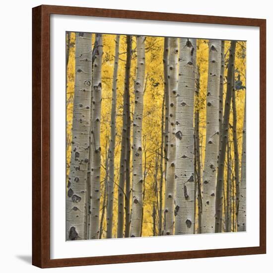 Aspen Trees 3-Jamie Cook-Framed Giclee Print