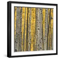 Aspen Trees 3-Jamie Cook-Framed Giclee Print