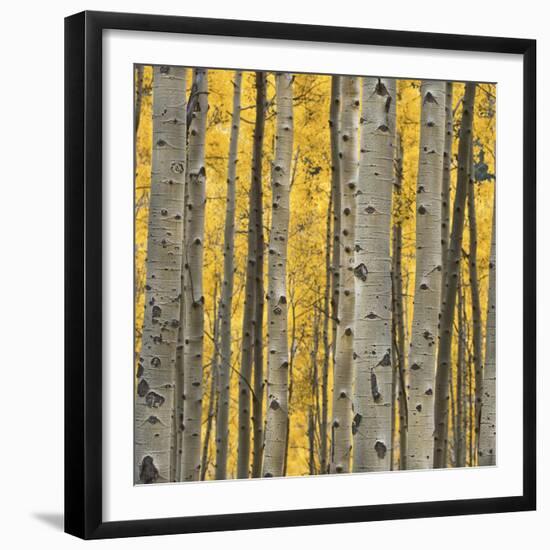 Aspen Trees 3-Jamie Cook-Framed Giclee Print