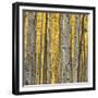 Aspen Trees 3-Jamie Cook-Framed Giclee Print