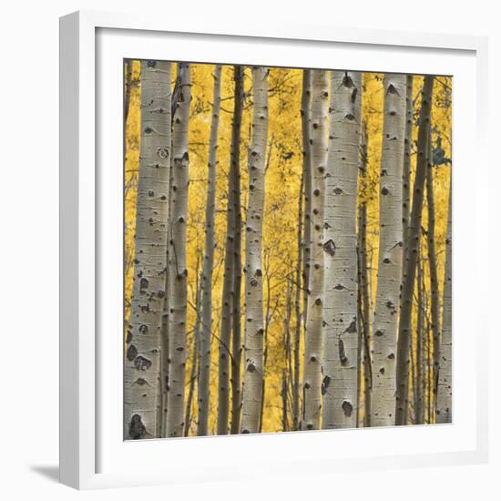 Aspen Trees 3-Jamie Cook-Framed Giclee Print