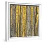 Aspen Trees 3-Jamie Cook-Framed Giclee Print