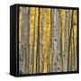 Aspen Trees 3-Jamie Cook-Framed Stretched Canvas