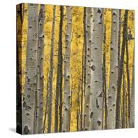 Aspen Trees 3-Jamie Cook-Stretched Canvas
