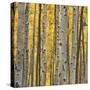 Aspen Trees 3-Jamie Cook-Stretched Canvas