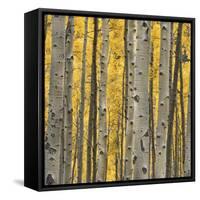 Aspen Trees 3-Jamie Cook-Framed Stretched Canvas