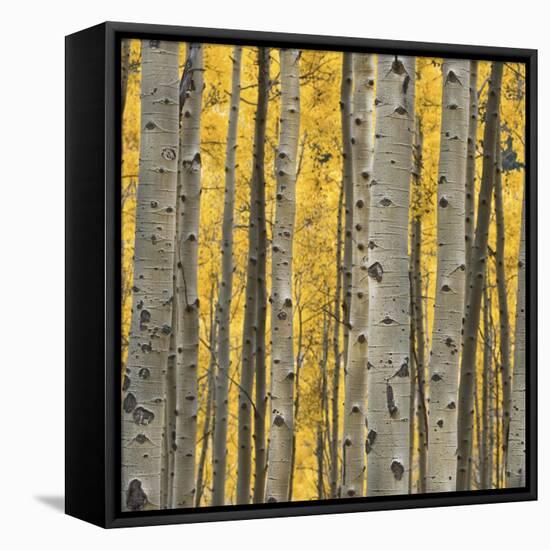 Aspen Trees 3-Jamie Cook-Framed Stretched Canvas