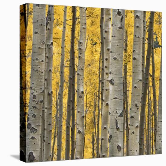 Aspen Trees 3-Jamie Cook-Stretched Canvas