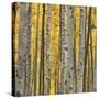 Aspen Trees 3-Jamie Cook-Stretched Canvas