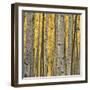 Aspen Trees 3-Jamie Cook-Framed Giclee Print