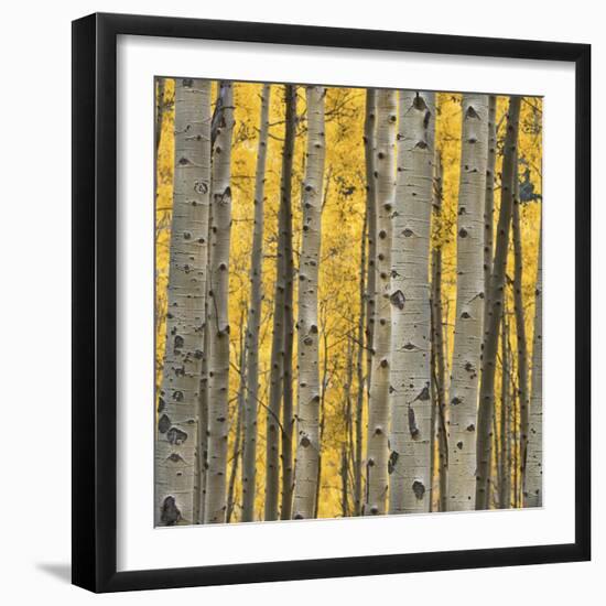 Aspen Trees 3-Jamie Cook-Framed Giclee Print
