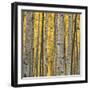 Aspen Trees 3-Jamie Cook-Framed Giclee Print