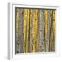 Aspen Trees 3-Jamie Cook-Framed Giclee Print