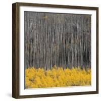 Aspen Trees 4-Jamie Cook-Framed Giclee Print