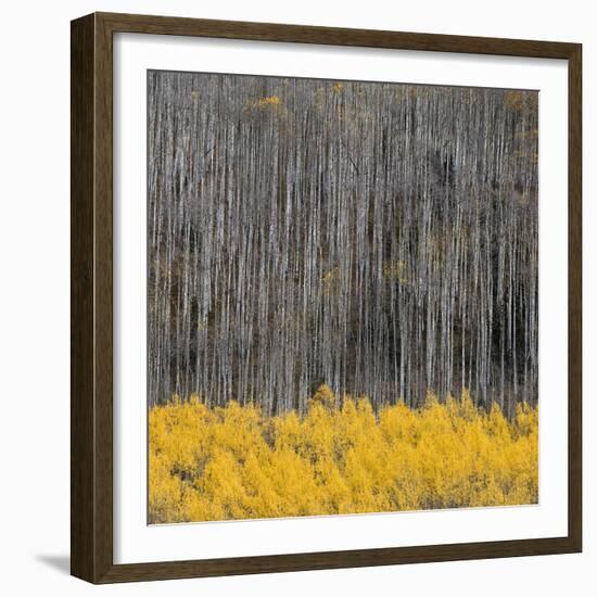 Aspen Trees 4-Jamie Cook-Framed Giclee Print