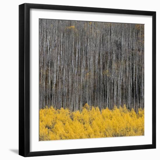 Aspen Trees 4-Jamie Cook-Framed Giclee Print