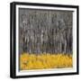 Aspen Trees 4-Jamie Cook-Framed Giclee Print