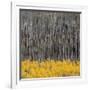 Aspen Trees 4-Jamie Cook-Framed Giclee Print