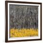 Aspen Trees 4-Jamie Cook-Framed Giclee Print