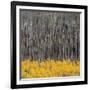 Aspen Trees 4-Jamie Cook-Framed Giclee Print