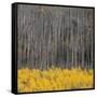 Aspen Trees 4-Jamie Cook-Framed Stretched Canvas