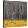 Aspen Trees 4-Jamie Cook-Stretched Canvas