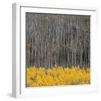 Aspen Trees 4-Jamie Cook-Framed Giclee Print