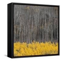 Aspen Trees 4-Jamie Cook-Framed Stretched Canvas