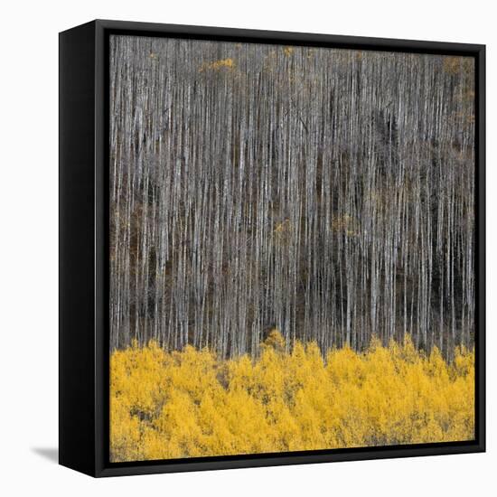 Aspen Trees 4-Jamie Cook-Framed Stretched Canvas