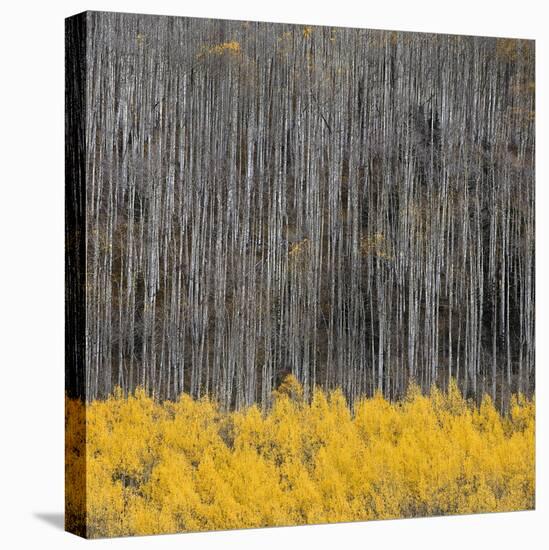 Aspen Trees 4-Jamie Cook-Stretched Canvas