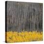 Aspen Trees 4-Jamie Cook-Stretched Canvas
