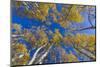 Aspen trees against blue sky in autumn, Grand Staircase-Escalante National Monument, Utah, USA-Jeff Foott-Mounted Photographic Print