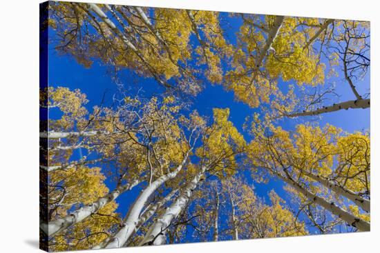 Aspen trees against blue sky in autumn, Grand Staircase-Escalante National Monument, Utah, USA-Jeff Foott-Stretched Canvas