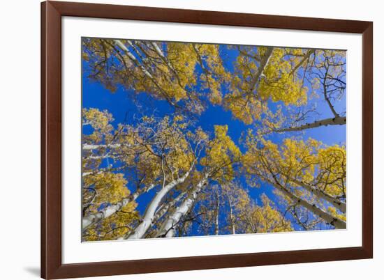 Aspen trees against blue sky in autumn, Grand Staircase-Escalante National Monument, Utah, USA-Jeff Foott-Framed Photographic Print