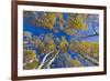 Aspen trees against blue sky in autumn, Grand Staircase-Escalante National Monument, Utah, USA-Jeff Foott-Framed Photographic Print