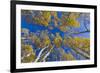 Aspen trees against blue sky in autumn, Grand Staircase-Escalante National Monument, Utah, USA-Jeff Foott-Framed Photographic Print