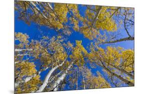 Aspen trees against blue sky in autumn, Grand Staircase-Escalante National Monument, Utah, USA-Jeff Foott-Mounted Photographic Print