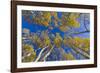 Aspen trees against blue sky in autumn, Grand Staircase-Escalante National Monument, Utah, USA-Jeff Foott-Framed Premium Photographic Print