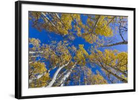 Aspen trees against blue sky in autumn, Grand Staircase-Escalante National Monument, Utah, USA-Jeff Foott-Framed Premium Photographic Print