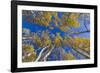 Aspen trees against blue sky in autumn, Grand Staircase-Escalante National Monument, Utah, USA-Jeff Foott-Framed Premium Photographic Print