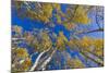 Aspen trees against blue sky in autumn, Grand Staircase-Escalante National Monument, Utah, USA-Jeff Foott-Mounted Premium Photographic Print