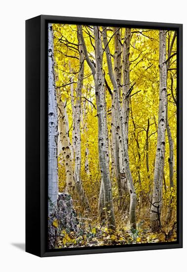 Aspen Trees Along Hwy 395/Conway Pass, California, USA-Joe Restuccia III-Framed Stretched Canvas